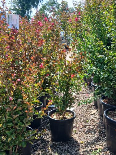 Lagerstroemia indica 'Dynamite' - Kínai selyemmirtusz