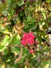 Lagerstroemia indica 'Dynamite' - Kínai selyemmirtusz