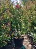 Lagerstroemia indica 'Dynamite' - Kínai selyemmirtusz