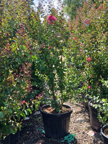 Lagerstroemia indica 'Dynamite' - Kínai selyemmirtusz