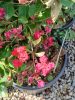 Lagerstroemia indica 'Dynamite' - Kínai selyemmirtusz