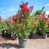 Lagerstroemia indica 'Dynamite' - Kínai selyemmirtusz 