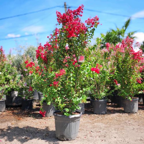 Lagerstroemia indica 'Dynamite' - Kínai selyemmirtusz 