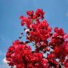 Lagerstroemia indica 'Dynamite' - Kínai selyemmirtusz 