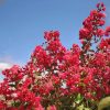 Lagerstroemia indica 'Dynamite' - Kínai selyemmirtusz 