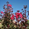 Lagerstroemia indica 'Double Dynamite' - Kínai selyemmirtusz (törzses) 