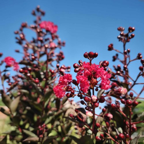 Lagerstroemia indica 'Double Dynamite' - Kínai selyemmirtusz (törzses) 