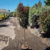 Lagerstroemia indica 'Double Dynamite' - Kínai selyemmirtusz (törzses) 