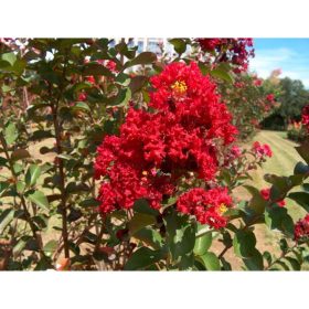   Lagerstroemia indica 'Dynamite' – Kínai selyemmirtusz
