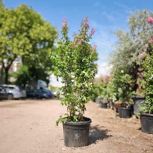 Lagerstroemia indica 'Purpurea' - Kínai selyemmirtusz 