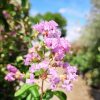Lagerstroemia indica 'Purpurea' - Kínai selyemmirtusz 