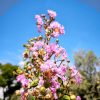 Lagerstroemia indica 'Purpurea' - Kínai selyemmirtusz 