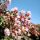 Lagerstroemia indica 'Pink Velour' - Kínai selyemmirtusz (törzses) 