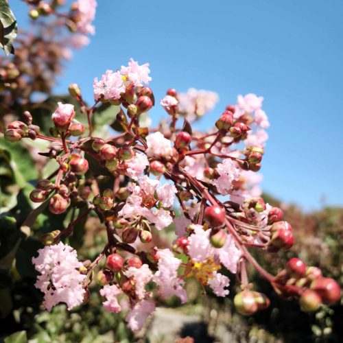 Lagerstroemia indica 'Pink Velour' - Kínai selyemmirtusz (törzses) 