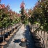 Lagerstroemia indica 'Pink Velour' - Kínai selyemmirtusz (törzses) 