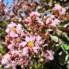Lagerstroemia indica 'Pink Velour' - Kínai selyemmirtusz (törzses) 