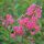 Lagerstroemia indica 'Rosea' - Kínai selyemmirtusz
