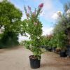 Lagerstroemia indica 'Rosa Grassi' - Kínai selyemmirtusz 