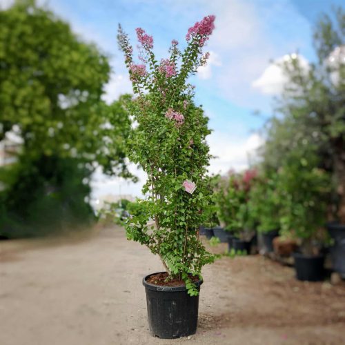 Lagerstroemia indica 'Rosa Grassi' - Kínai selyemmirtusz 