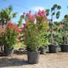 Lagerstroemia indica 'Rosso Grassi' - Kínai selyemmirtusz 