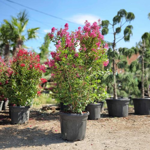 Lagerstroemia indica 'Rosso Grassi' - Kínai selyemmirtusz 