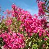 Lagerstroemia indica 'Rosso Grassi' - Kínai selyemmirtusz 