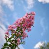 Lagerstroemia indica 'Rosa Grassi' - Kínai selyemmirtusz 
