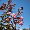Lagerstroemia indica 'Rhapsody in Pink' - Kínai selyemmirtusz (törzses) 