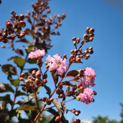 Lagerstroemia indica 'Rhapsody in Pink' - Kínai selyemmirtusz (törzses) 