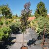 Lagerstroemia indica 'Rhapsody in Pink' - Kínai selyemmirtusz (törzses) 
