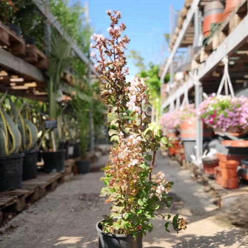 Lagerstroemia indica 'Rhapsody in Pink' - Kínai selyemmirtusz