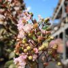 Lagerstroemia indica 'Rhapsody in Pink' - Kínai selyemmirtusz