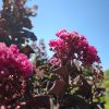 Lagerstroemia indica 'Raspberry Sorbet' - Kínai selyemmirtusz (törzses) 