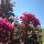 Lagerstroemia indica 'Raspberry Sorbet' - Kínai selyemmirtusz (törzses) 