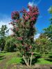 Lagerstroemia indica 'Rosea' - Kínai selyemmirtusz