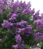 Lagerstroemia indica 'Superviolacea' - Kínai selyemmirtusz