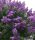 Lagerstroemia indica 'Superviolacea' - Kínai selyemmirtusz