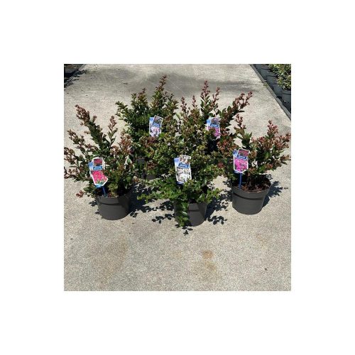 Lagerstroemia indica mix - Kínai selyemmirtusz