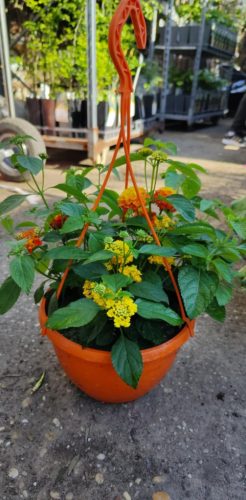 Lantana camara - Sétányrózsa