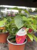 Lantana camara 'Cherry purple' - Sétányrózsa