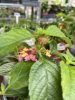 Lantana camara 'Cherry purple' - Sétányrózsa