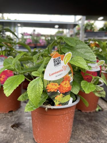 Lantana camara 'Sunset' - Sétányrózsa