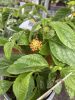 Lantana camara 'Sunset' - Sétányrózsa