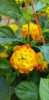 Lantana camara - Sétányrózsa