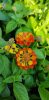 Lantana camara - Sétányrózsa