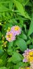 Lantana camara - Sétányrózsa
