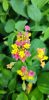 Lantana camara - Sétányrózsa
