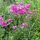 Lychnis alpina Rosea - Havasi kakukkszegfű