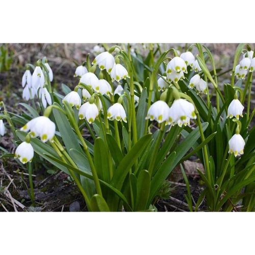 Leucojum aestivum - Tőzike