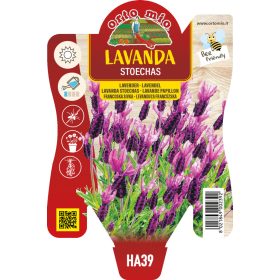 Lavandula "Stoechas" - Levendula